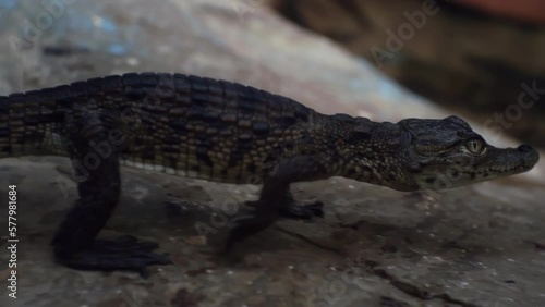 a small crocodile moves quickly on the ground. close-up