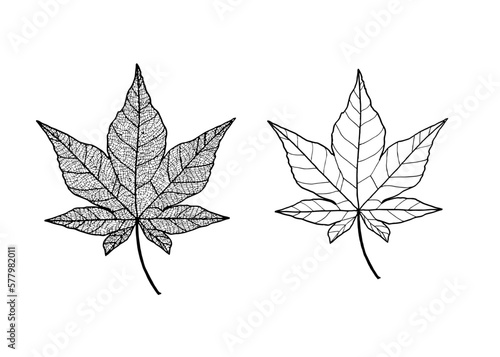紅葉の葉脈（透過）