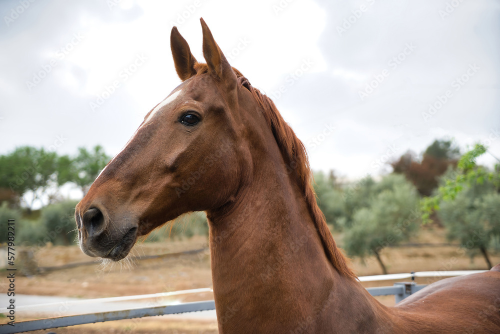 Obraz premium A magnificent purebred Spanish horse in a striking close-up, with its shiny reddish coat and attentive gaze conveying nobility and strength