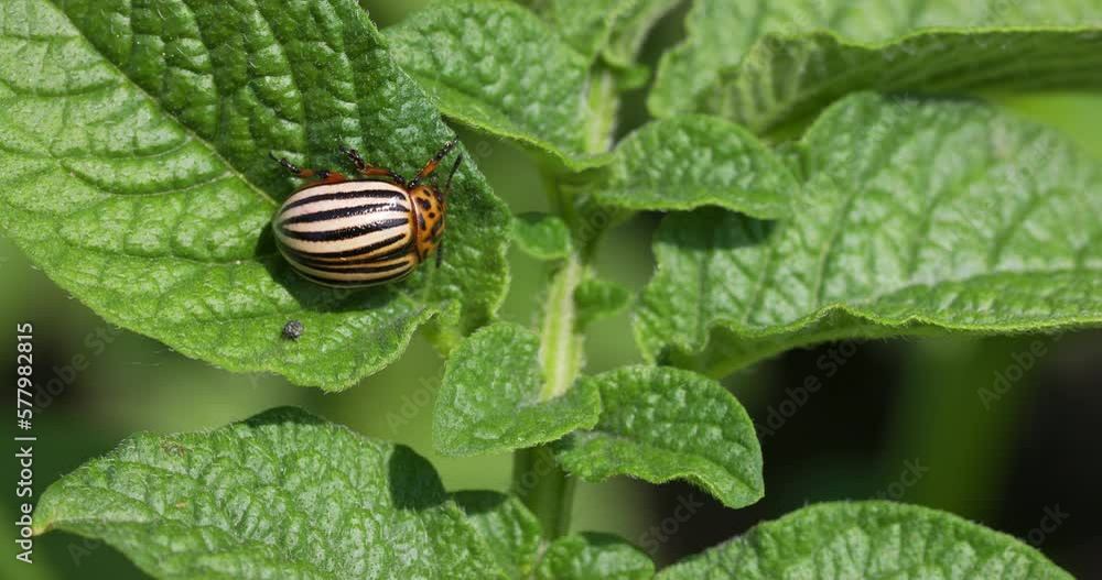 Larvae of the Colorado Beetle on the Potato bush close-up. Pest control in the garden. Insects destroying crops - Agriculture Pest. Larvae of the Colorado Beetle on the Potato bush close-up. Pest control in the garden. Insects destroying crops - Agriculture Pest.