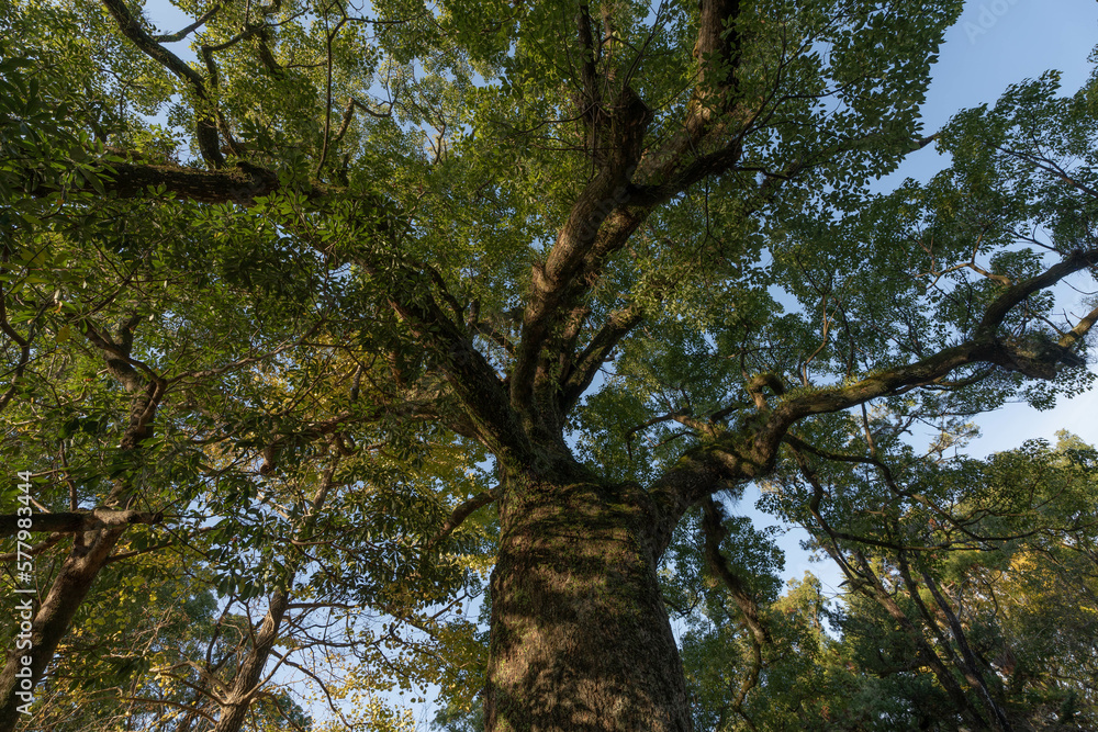 Obraz premium 吉良川町