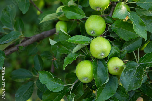 Bunch of  green apples fruit on branches in garden agriculture food