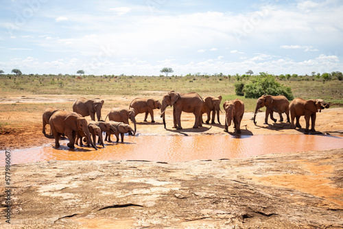 African elephant herd at a waterhole  The elephant herd drinks water in the Kenyan savannah. On a safari in Tsavo East national park. landscape shot the so-called red elephants