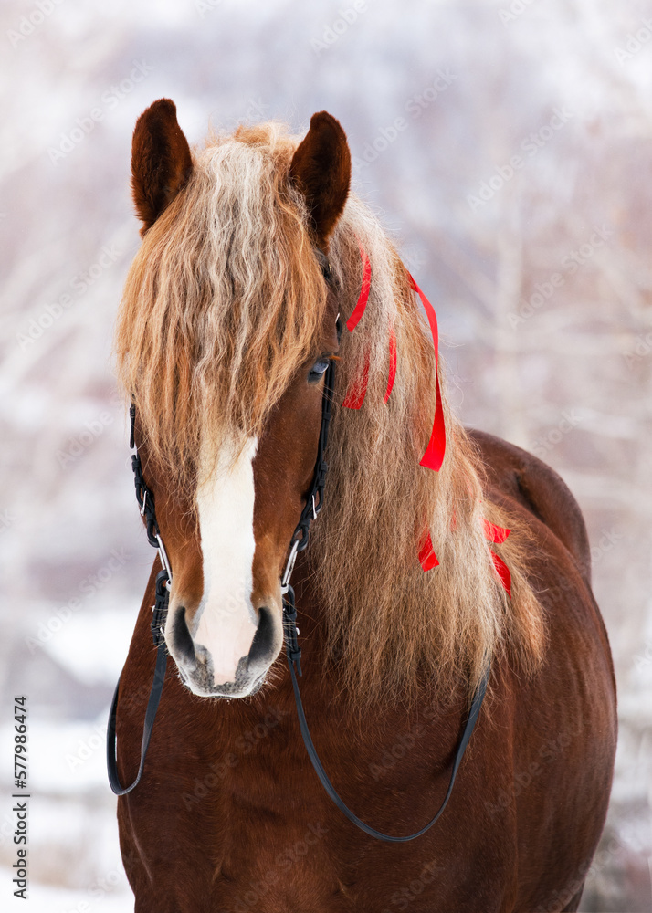 Portrait of a beautiful red Soviet heavy draft horse with red ribbons in the mane in forest winter