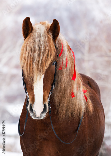 Obraz na płótnie Portrait of a beautiful red Soviet heavy draft horse with red ribbons in the mane in forest winter w salonie