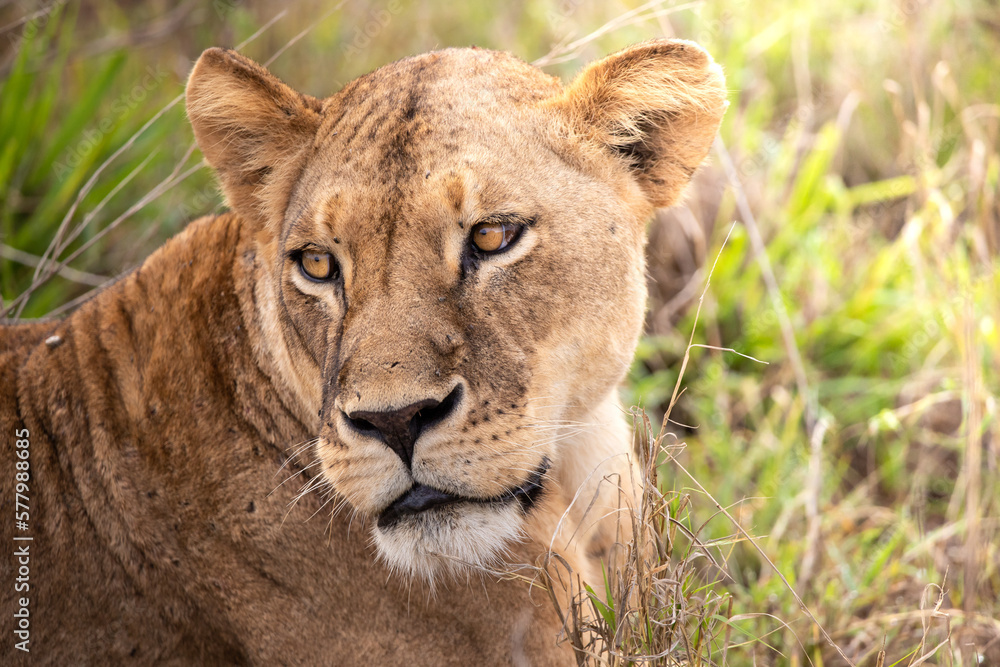 Close-up, portrait, of a lion. Female lion in the grass of the savannah of africa. Big eyes watchful look of a mother in the national park in Africa Kenya Close-up, portrait, of a lion. Female lion in the grass of the savannah of africa. Big eyes watchful look of a mother in the national park in Africa Kenya