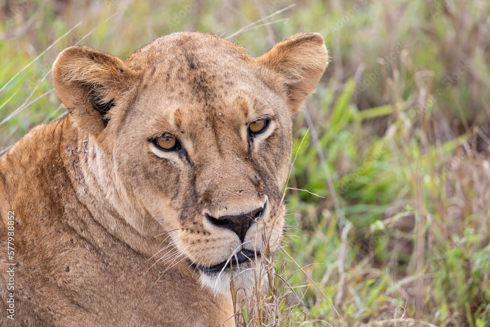 Close-up, portrait, of a lion. Female lion in the grass of the savannah of africa. Big eyes watchful look of a mother in the national park in Africa Kenya Close-up, portrait, of a lion. Female lion in the grass of the savannah of africa. Big eyes watchful look of a mother in the national park in Africa Kenya