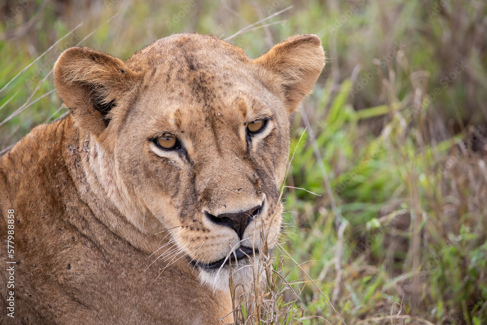 Close-up, portrait, of a lion. Female lion in the grass of the savannah of africa. Big eyes watchful look of a mother in the national park in Africa Kenya Close-up, portrait, of a lion. Female lion in the grass of the savannah of africa. Big eyes watchful look of a mother in the national park in Africa Kenya