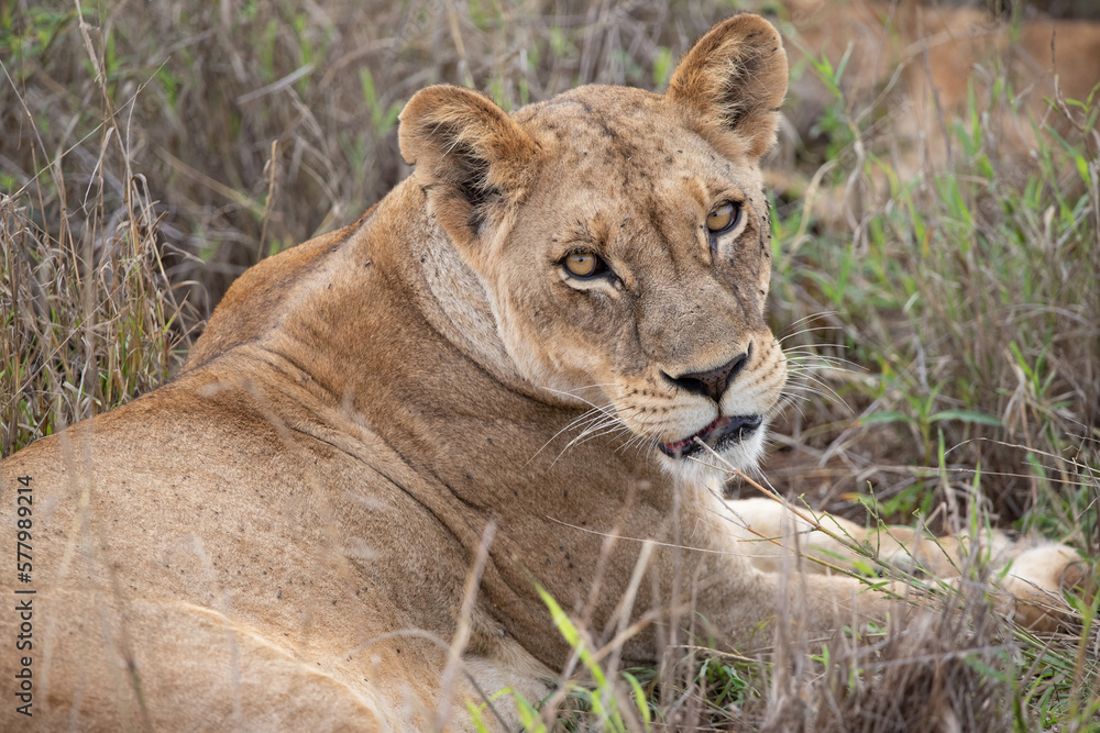 Close-up, portrait, of a lion. Female lion in the grass of the savannah of africa. Big eyes watchful look of a mother in the national park in Africa Kenya Close-up, portrait, of a lion. Female lion in the grass of the savannah of africa. Big eyes watchful look of a mother in the national park in Africa Kenya