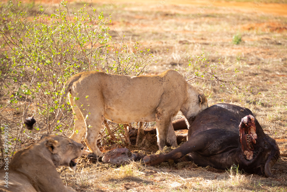 a female lion mauling a water buffalo in the wild. After hunting and eating on safari. Lions in a frenzy. lioness or mother lion kenya africa, national park a female lion mauling a water buffalo in the wild. After hunting and eating on safari. Lions in a frenzy. lioness or mother lion kenya africa, national park