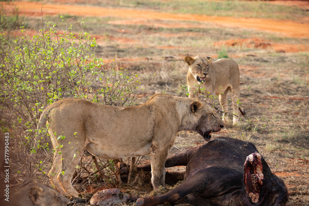 Female lion pride mauling a water buffalo in the wild. After hunting and feeding on safari. Lions in a frenzy. Kenya africa, national park Female lion pride mauling a water buffalo in the wild. After hunting and feeding on safari. Lions in a frenzy. Kenya africa, national park