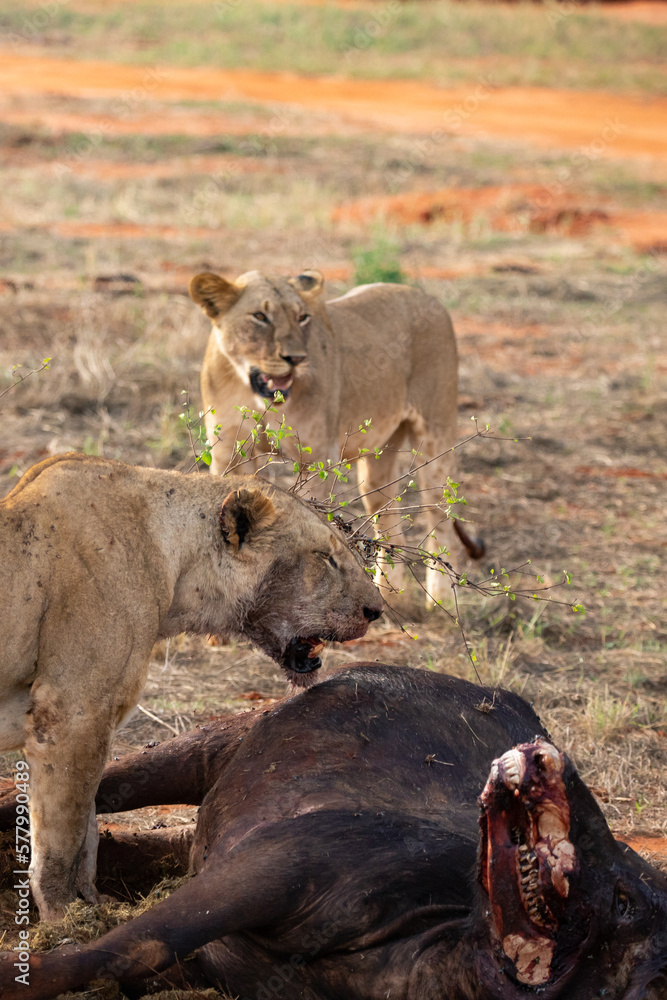 Female lion pride mauling a water buffalo in the wild. After hunting and feeding on safari. Lions in a frenzy. Kenya africa, national park Female lion pride mauling a water buffalo in the wild. After hunting and feeding on safari. Lions in a frenzy. Kenya africa, national park