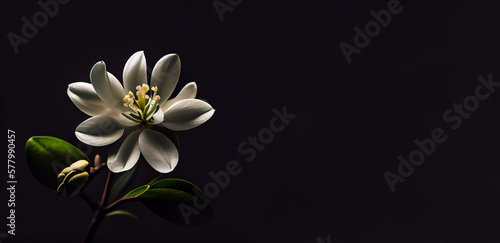 dark jasmine flower in black background generative ai