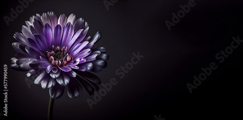 Dark lilac flower in black background generative ai