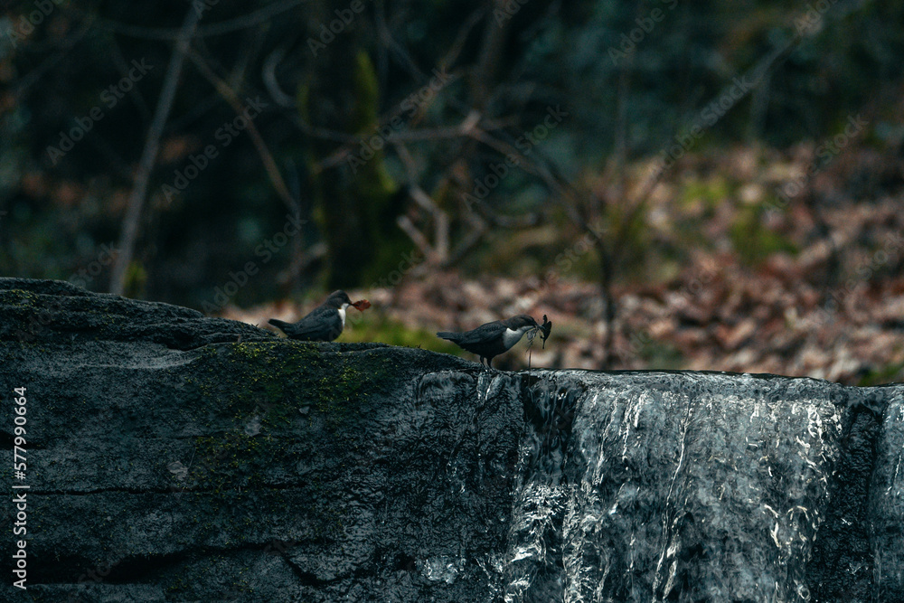 Dipper bird perched on Goit Stock waterfall Dipper bird perched on Goit Stock waterfall