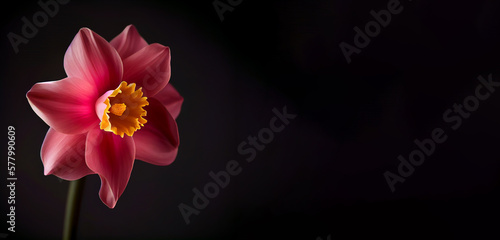  Dark pink daffodil flower in black background generative ai