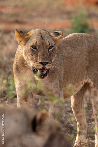 a female lion mauling a water buffalo in the wild. After hunting and eating on safari. Lions in a frenzy. lioness or mother lion kenya africa, national park