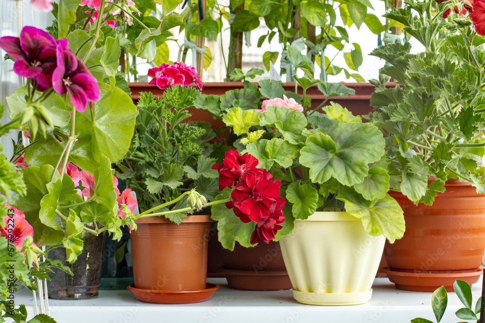 Flower pots with colorful Regal pelargonium flowers