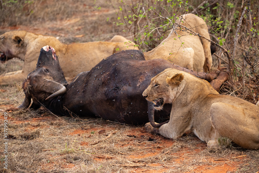 Female lion pride mauling a water buffalo in the wild. After hunting and feeding on safari. Lions in a frenzy. Kenya africa, national park Female lion pride mauling a water buffalo in the wild. After hunting and feeding on safari. Lions in a frenzy. Kenya africa, national park