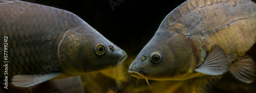 carp fish - Cyprinus carpio close up