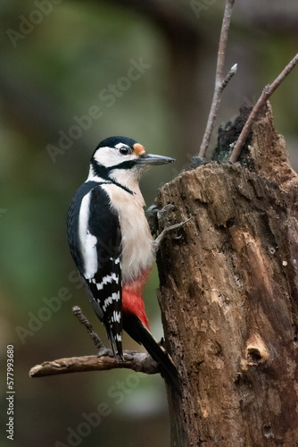 Great Spotted Woodpecker on a trunk © Alessandro