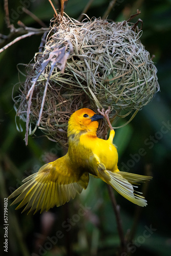 The weaver birds (Ploceidae) from Africa, also known as Widah finches building a nest. A braided masterpiece of a bird. Spread Wings Frozen photo