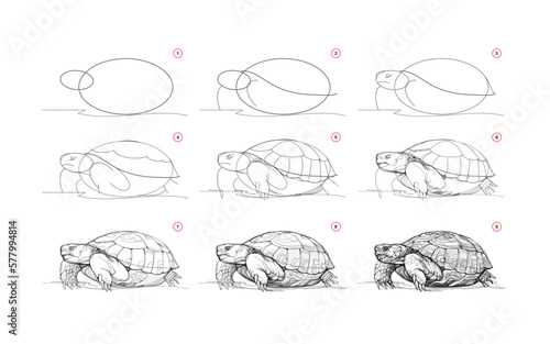 Page shows how to learn to draw sketch a desert animal turtle. Pencil drawing lessons. Educational page for artists. Textbook for developing artistic skills. Online education. Vector illustration.