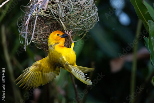 The weaver birds (Ploceidae) from Africa, also known as Widah finches building a nest. A braided masterpiece of a bird. Spread Wings Frozen photo