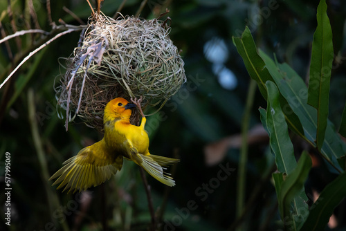 The weaver birds (Ploceidae) from Africa, also known as Widah finches building a nest. A braided masterpiece of a bird. Spread Wings Frozen