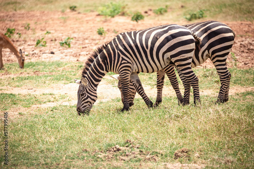Zepra in nature. Africa Kenya Tanzania  the plains zebra in a landscape shot on a safari  in the national park