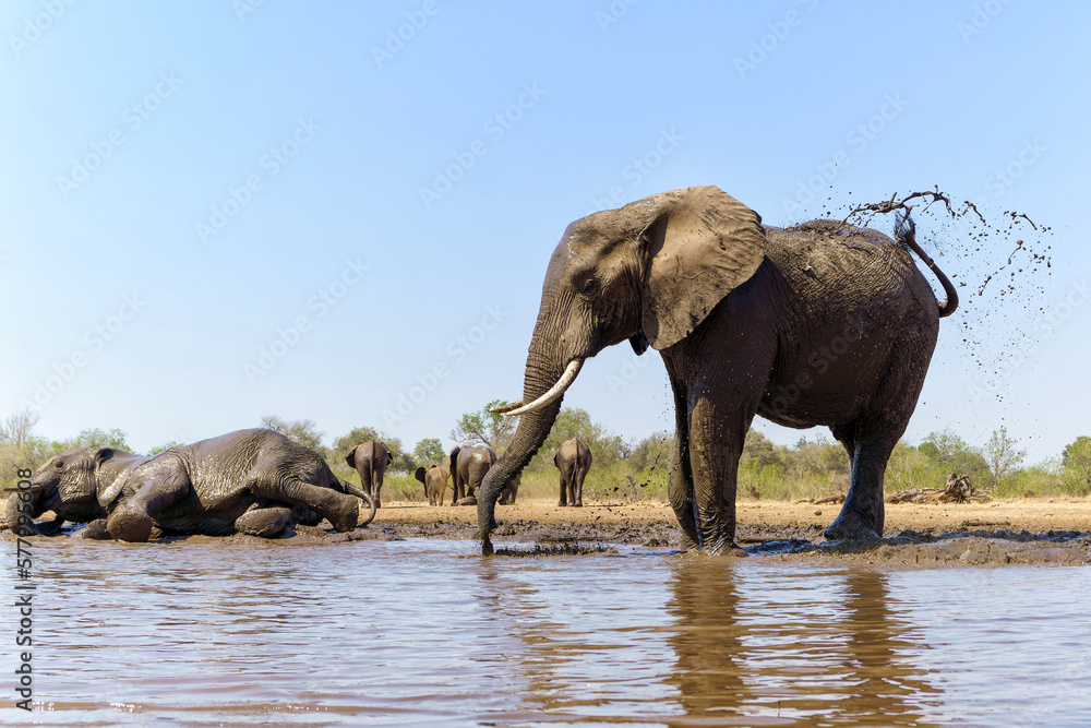 Fototapeta premium Elephant drinking ans taking a bath in a waterhole in Mashatu Game Reserve in the Tuli Block in Botswana. 