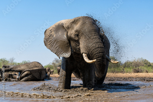 Elephant drinking ans taking a bath in a waterhole in Mashatu Game Reserve in the Tuli Block in Botswana.         © henk bogaard
