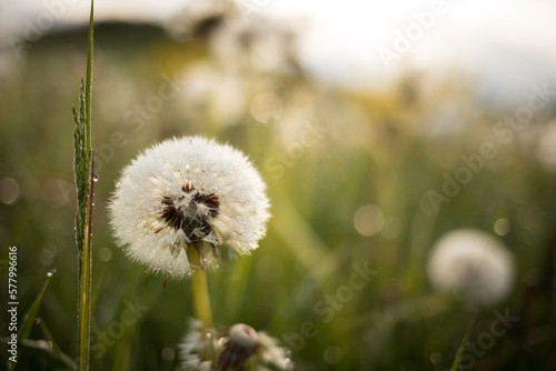 Fotografia Idyllic dandelion close-up with small water drops on a grass meadow in nature