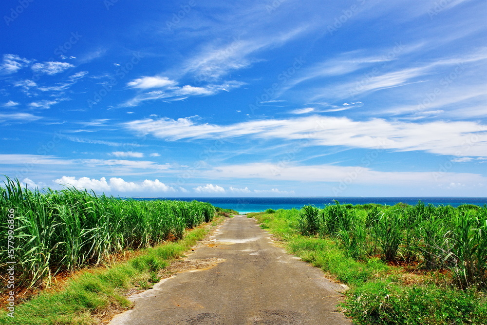 Fototapeta premium 沖縄県小浜島南側の道と空