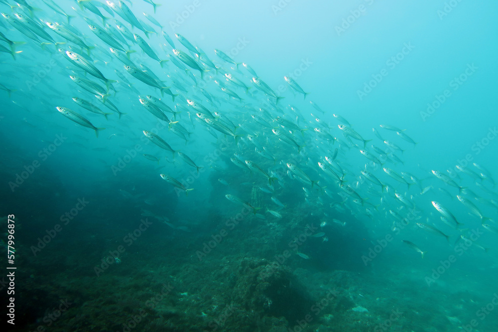 School of fish in the Mediterranean near La Herradura in Spain School of fish in the Mediterranean near La Herradura in Spain