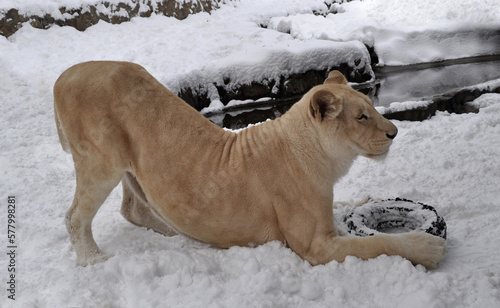 White lion (Panthera leo krugeri) playing in the snow 
