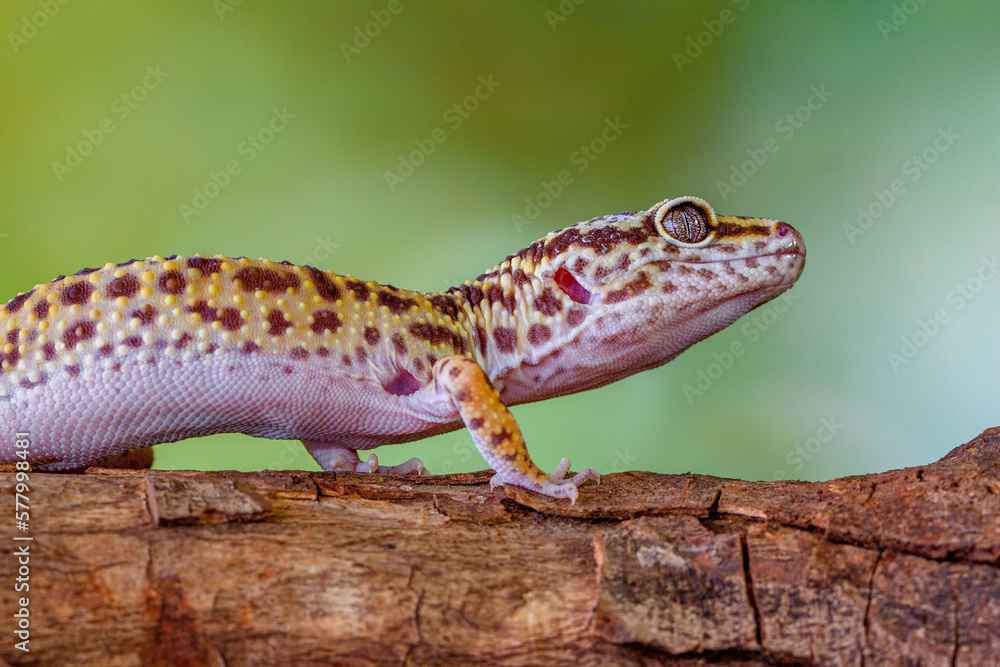 Naklejka premium The leopard gecko or common leopard gecko (Eublepharis macularius)