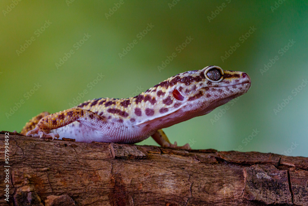 The leopard gecko or common leopard gecko (Eublepharis macularius) The leopard gecko or common leopard gecko (Eublepharis macularius)