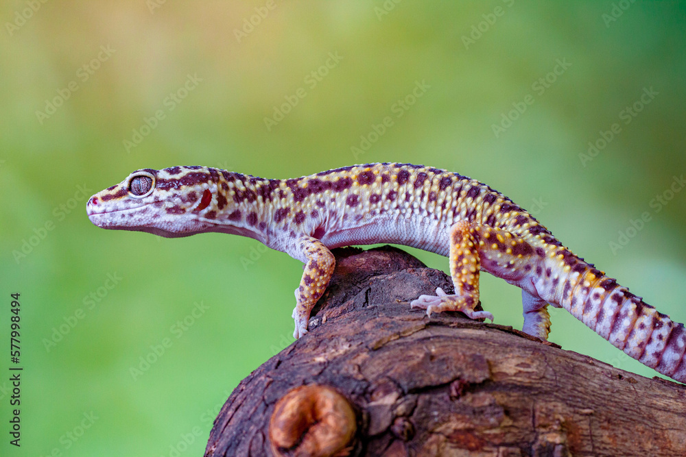 Naklejka premium The leopard gecko or common leopard gecko (Eublepharis macularius)