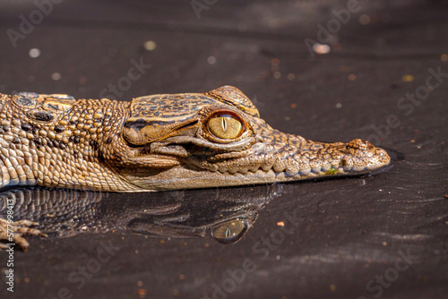 The baby saltwater crocodile (Crocodylus porosus) is a crocodilian native to saltwater habitats