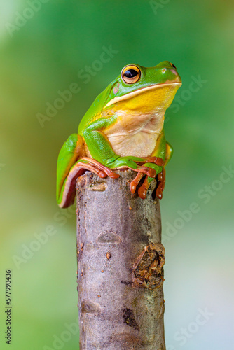 The white-lipped tree frog (Nyctimystes infrafrenatus) is a species of frog in the subfamily Pelodryadinae photo
