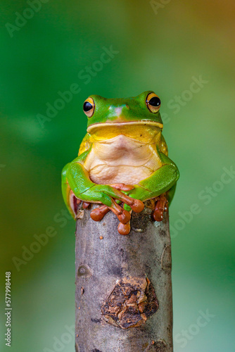 The white-lipped tree frog (Nyctimystes infrafrenatus) is a species of frog in the subfamily Pelodryadinae photo