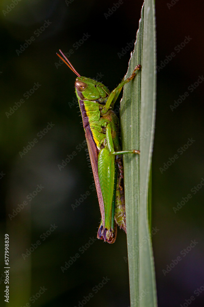 Grasshoppers are typically ground-dwelling insects with powerful hind legs which allow them to escape from threats by leaping vigorously Grasshoppers are typically ground-dwelling insects with powerful hind legs which allow them to escape from threats by leaping vigorously
