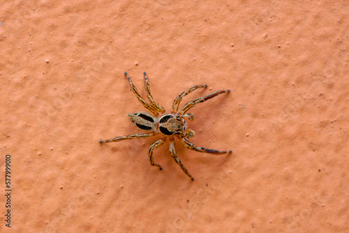 Jumping spiders are a group of spiders that constitute the family Salticidae