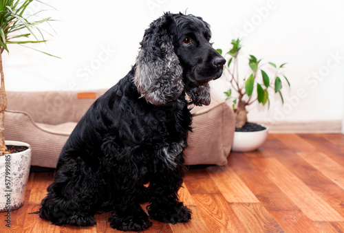 A black English cocker spaniel dog is sitting in the room. He is eight years old. The dog is on the background of flower pots and a dog bed. The photo is blurred