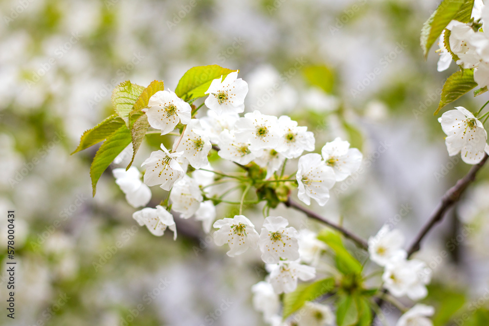 Blooming apple tree. White flowers. Close-up. Selective focus. Blooming apple tree. White flowers. Close-up. Selective focus.