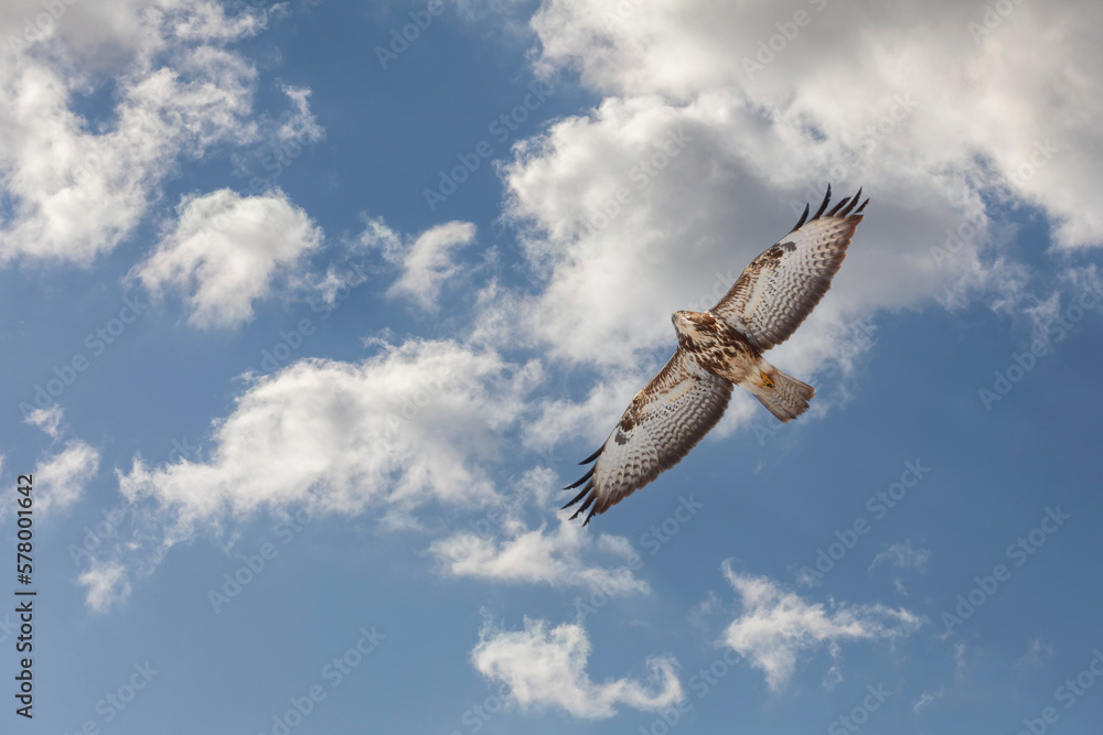 Fototapeta premium a hawk looking for bait in the air, Common Buzzard, Buteo buteo
