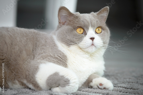 Fototapeta Naklejka Na Ścianę i Meble -  British shorthair cat face close up
