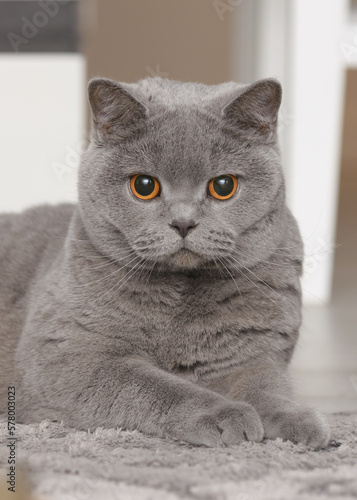 British shorthair cat face close up