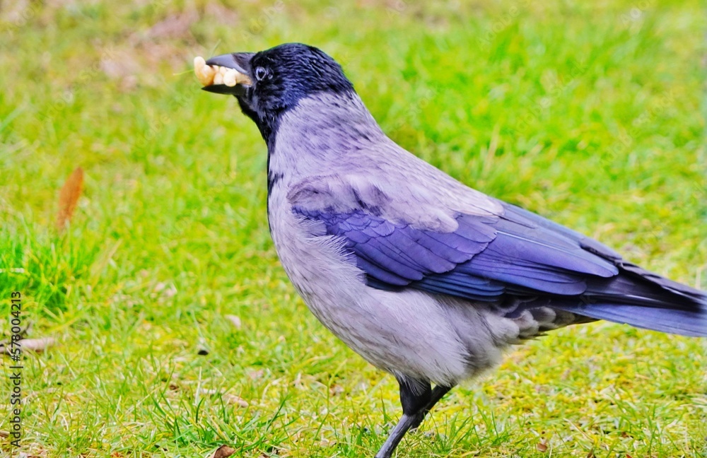 Fototapeta premium crow on the grass